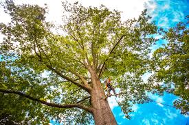 How Our Tree Care Process Works  in  Denton, TX