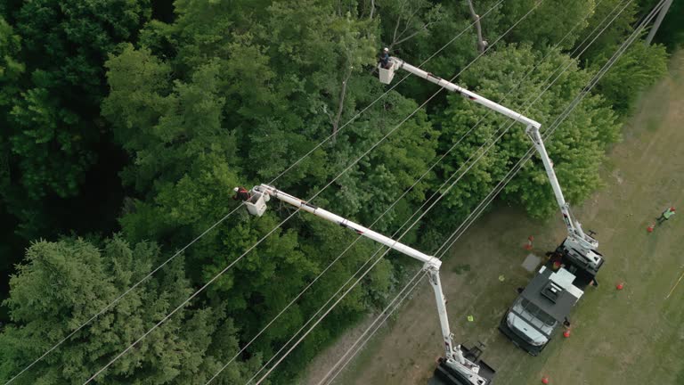 Tree and Shrub Care in Denton, TX