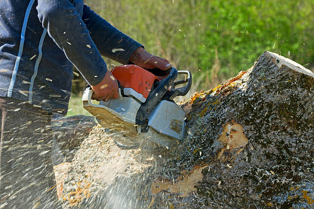 Best Tree Mulching  in Denton, TX